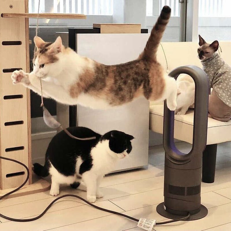 鹿革猫じゃらしプレミアム（釣り竿タイプの鹿革猫じゃらし）ネイビー