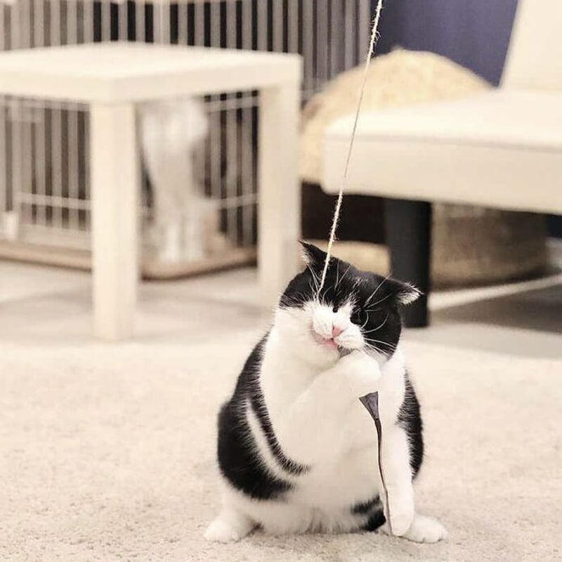 鹿革猫じゃらしプレミアム（釣り竿タイプの鹿革猫じゃらし）ネイビー