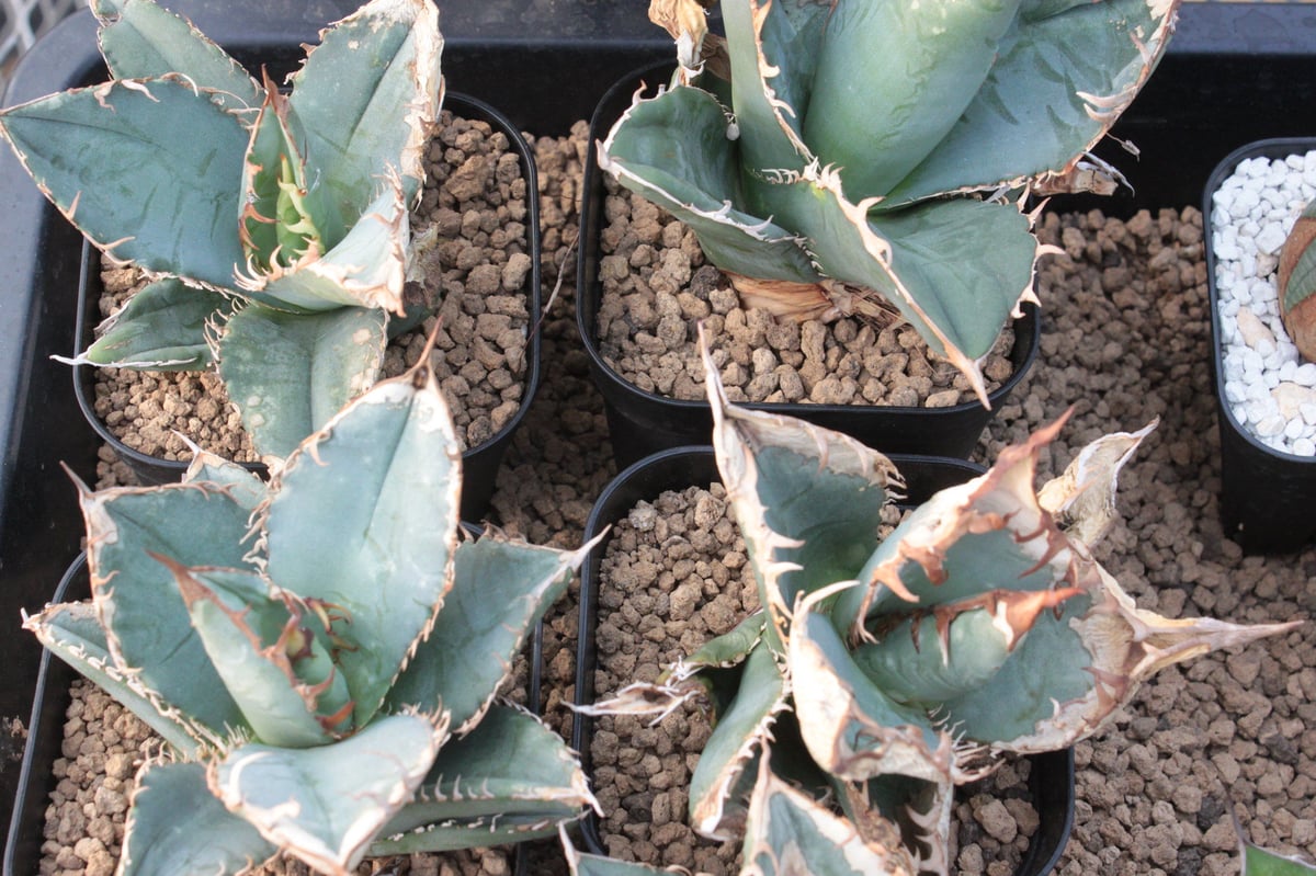 アガベ チタノタ ホワイトシャーク Agave A.titanota 'White Sh...