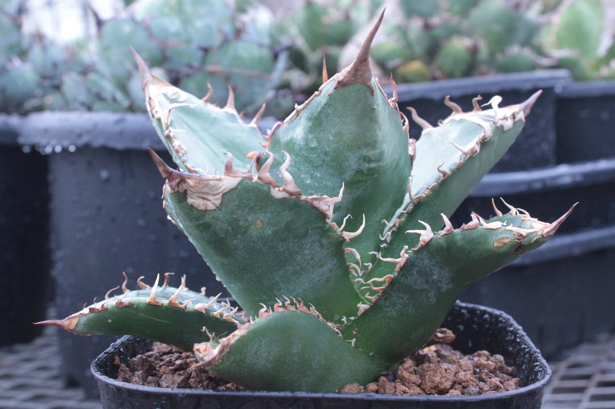 アガベ チタノタ ホワイトシャーク Agave A.titanota 'White Shark'