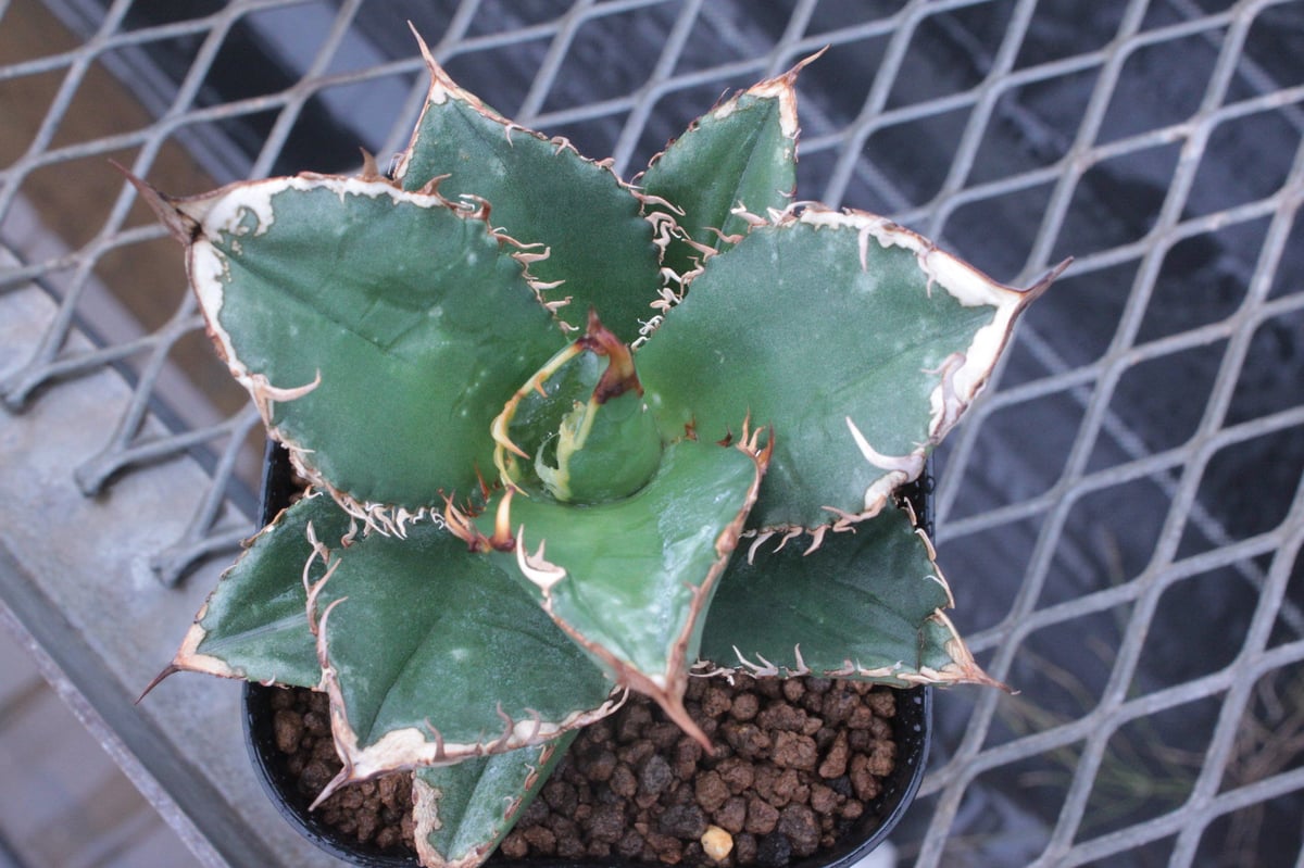 アガベ チタノタ ホワイトシャーク Agave A.titanota 'White Sh...