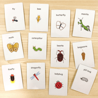 シーズ英語学習かるた（虫の名前）