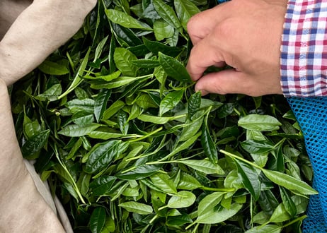 高級粉末煎茶(かぶせ茶)「お茶で健康美人に!!」High-grade Powdered Green Tea(Kabusecha)