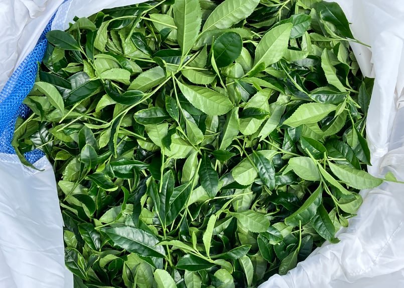 高級抹茶 「和束産100％の宇治抹茶」 Ceremonial Grade Matcha Oku