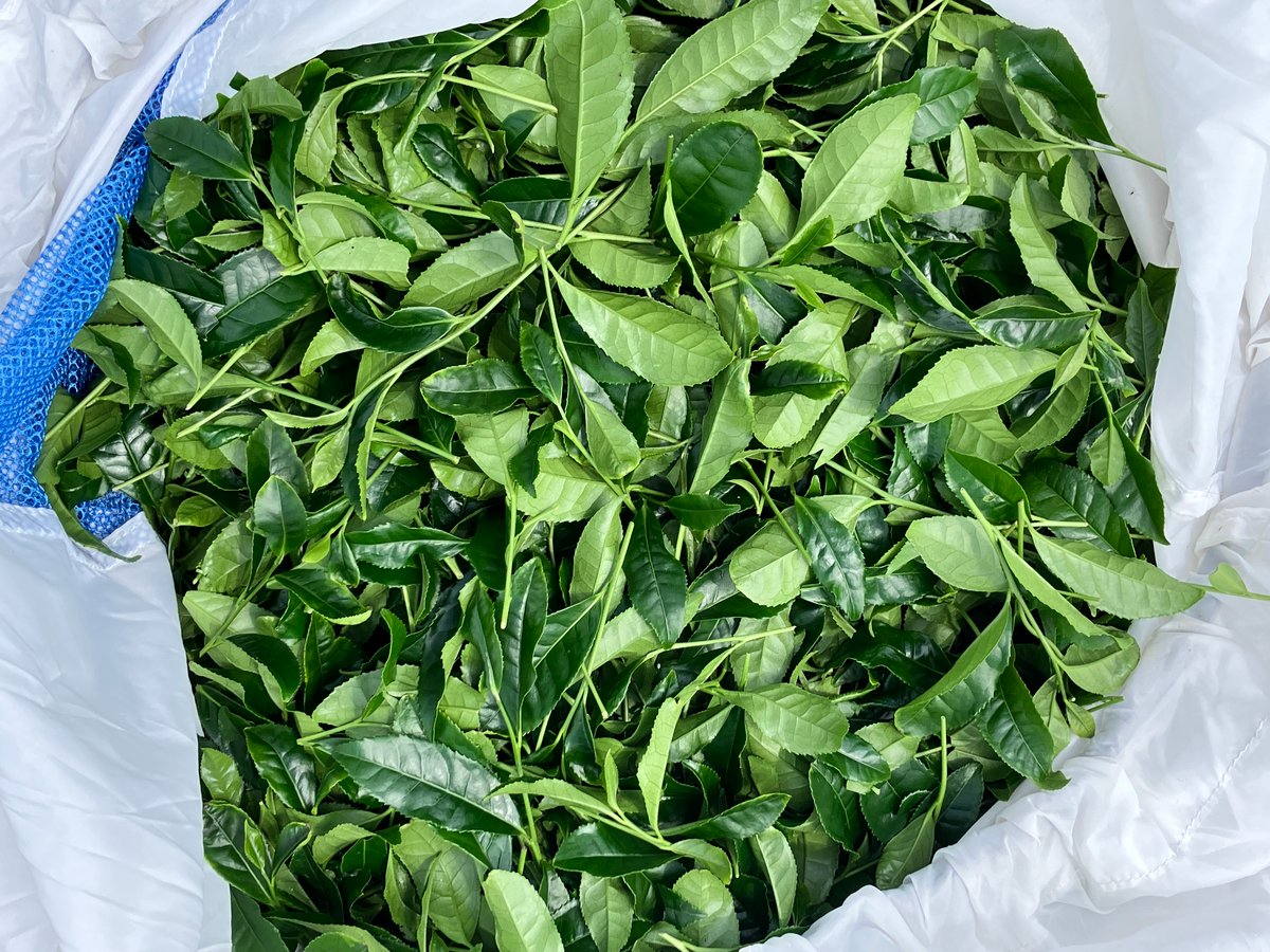 高級抹茶 「和束産100％の宇治抹茶」 Ceremonial Grade Matcha Oku