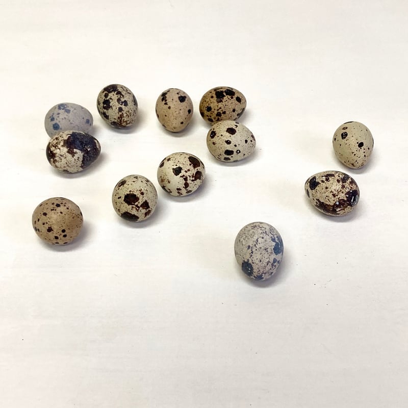 手ぬぐい [ウズラの卵] 紺 / Tenugui -Quail eggs- | Sarasa-