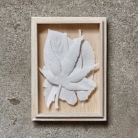 HAKO　秋　5枚　箱入り　Autumn