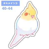 3-42　ステッカー オカメインコ 3