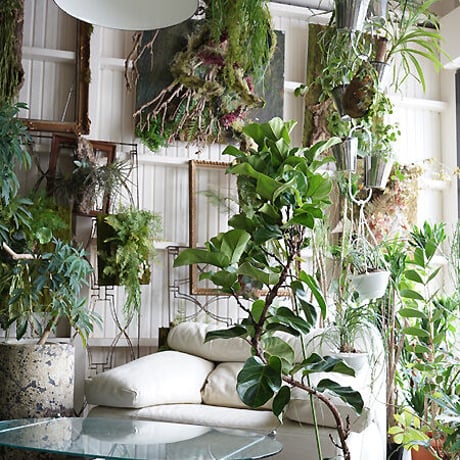 オンラインカウンセリング販売 （観葉植物込み）ギフトにも！  -16500