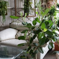 オンラインカウンセリング販売 （観葉植物込み）ギフトにも！  -33000