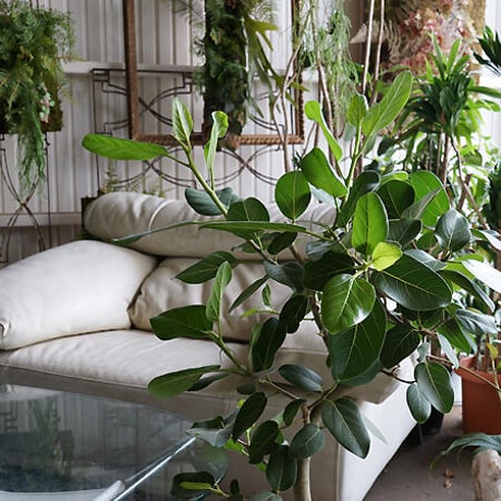オンラインカウンセリング販売 （観葉植物込み）ギフトにも！  -16500