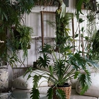 オンラインカウンセリング販売 （観葉植物込み）ギフトにも！- 11000