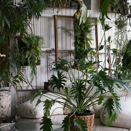 オンラインカウンセリング販売 （観葉植物込み）ギフトにも！  -16500