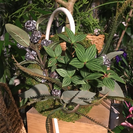 MOSS BAG（苔かご）　ユーカリシリーズSサイズ