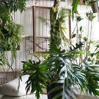 オンラインカウンセリング販売 （観葉植物込み）ギフトにも！  -22000