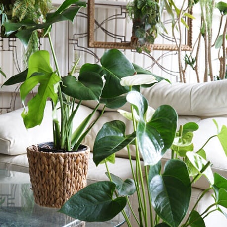オンラインカウンセリング販売 （観葉植物込み）ギフトにも！  -16500