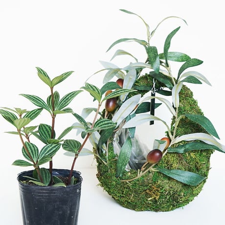MOSS BAG（苔かご）　ユーカリシリーズSサイズ