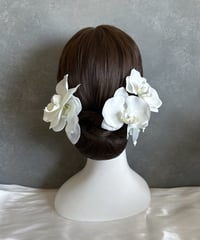 【10日以内発送】胡蝶蘭5輪セット/ パール胡蝶蘭/水引金箔セット可