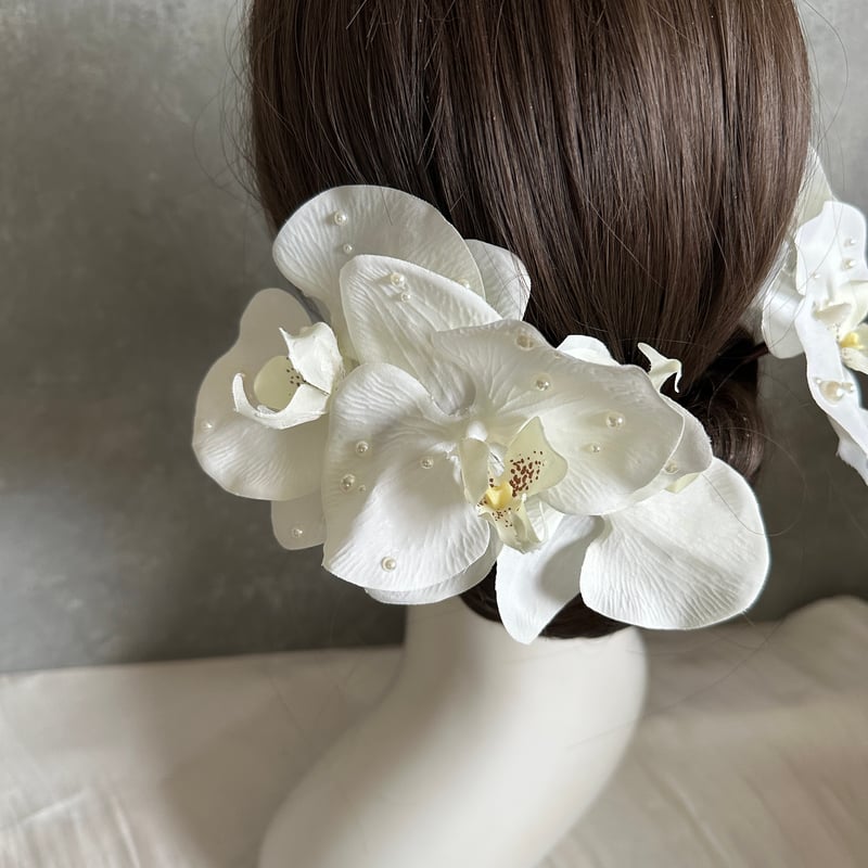 1週間以内発送】胡蝶蘭5輪セット/ パール胡蝶蘭/水引金箔セット