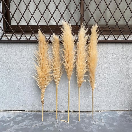 パンパス | STORES