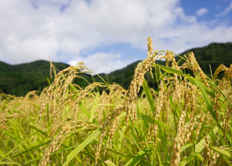 玄米】2025年(R7)産 京丹後 野間地区産 幻のコシヒカリ『野間 -NOMA