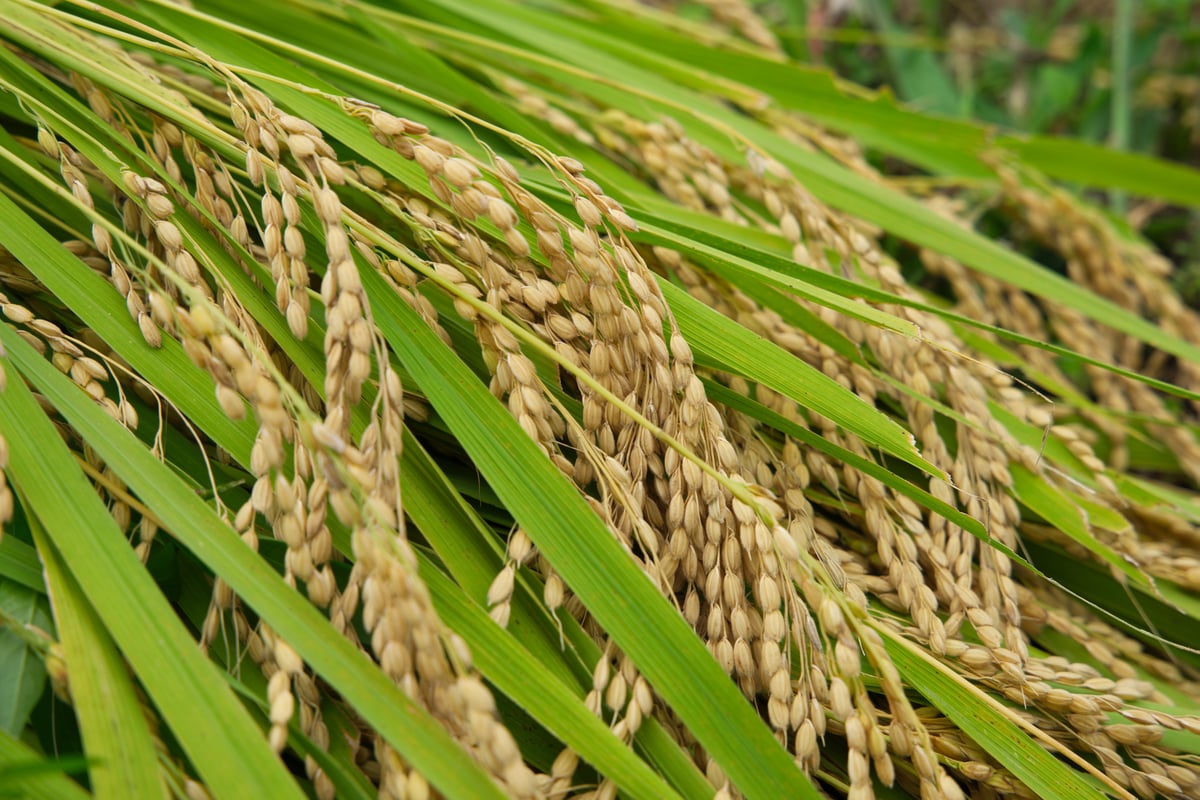 玄米】2025年(R7)産 京丹後 野間地区産 幻のコシヒカリ『野間 -NOMA