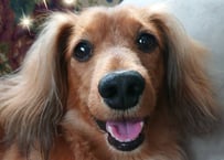 謎の妖精ふなちゃんの愛犬 れおさま