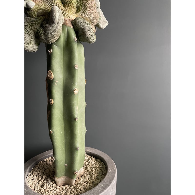 サボテン 短棘天平丸 綴化 接ぎ木 【公式通販】