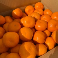 贈答用】和田果樹園のゆら早生みかん M 10㎏ | 和田果樹園
