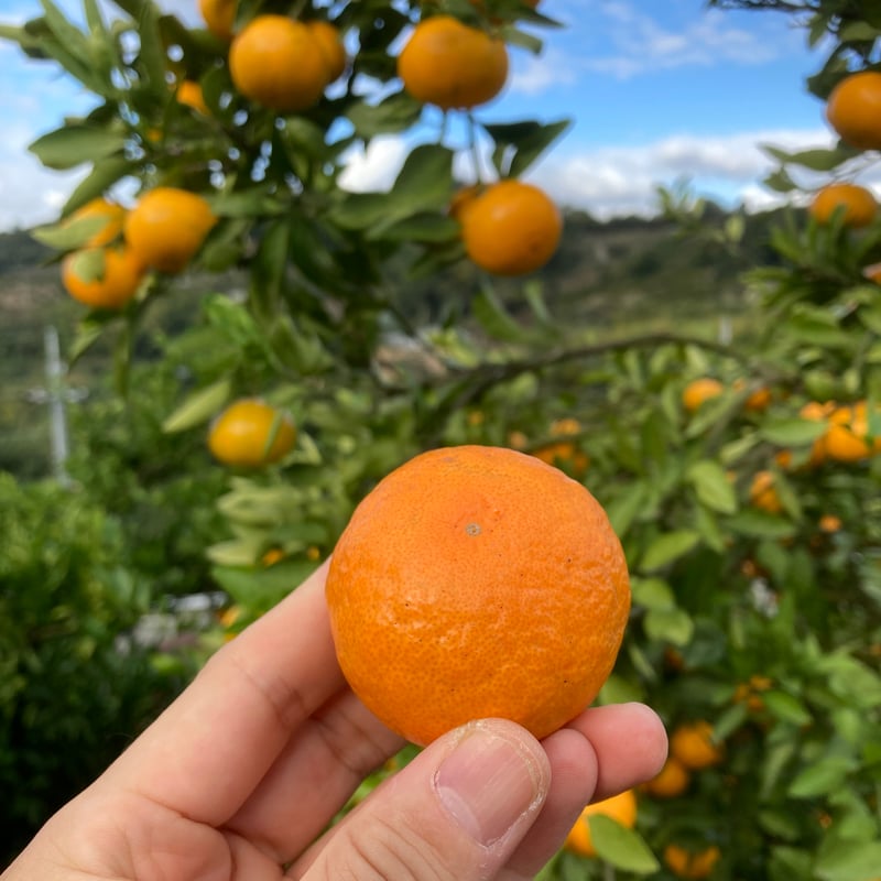 mirmir　和歌山県産ゆら早生みかん赤秀2S 5kg 2箱 贈答用 和歌山県産ゆら早生みかん 2Sサイズ 5㎏ | 和田果樹園