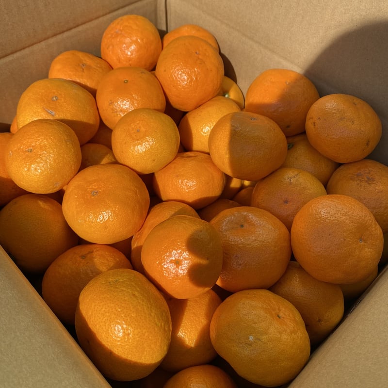 お買い得！ゆら早生みかん 青秀S～L混合 10kg | 和田果樹園