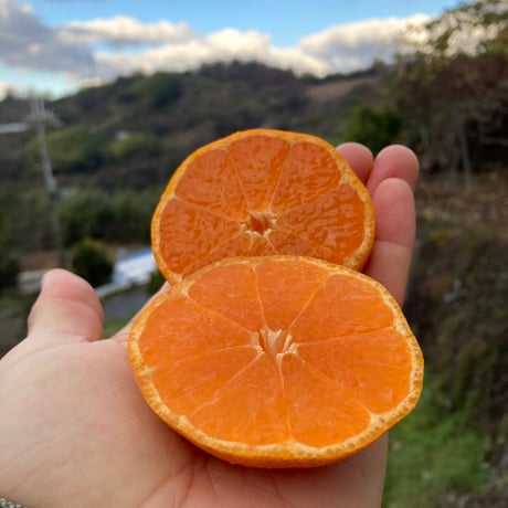 CATEGORY 果物 | 和田果樹園