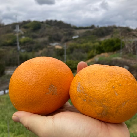 ちろまゆ　和田果樹園の果物　10kg 和田果樹園 | STORES