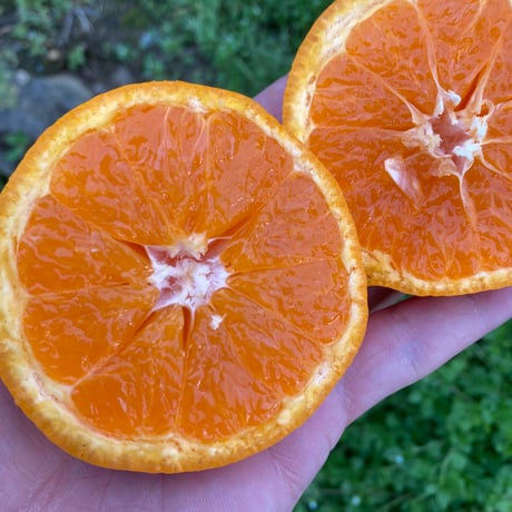 和田果樹園 | STORES