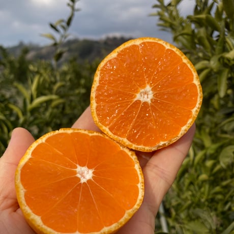 和田果樹園 | STORES