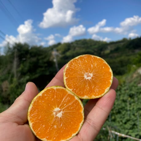 がちょりーぬ　和田果樹園の果物10kg CATEGORY 果物 | 和田果樹園