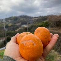 贈答用】和田果樹園のゆら早生みかん L 10kg | 和田果樹園