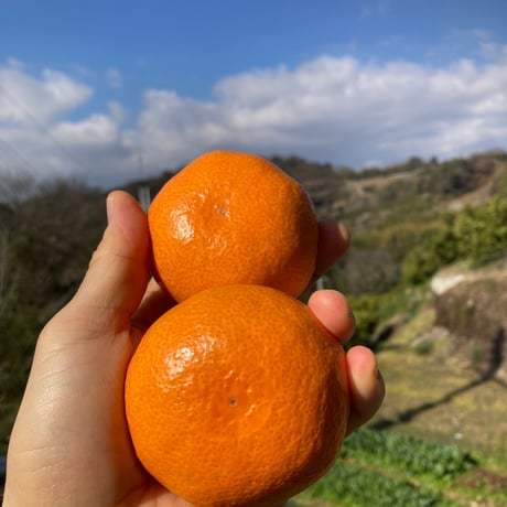 イカゴロ　和田果樹園の果物　10kg CATEGORY 温州みかん | 和田果樹園