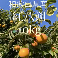 あや　芯が甘い！【最高級品】和歌山県産キウイ6L～7L 9個入り2箱 Amazon.co.jp: [ 池田鹿蔵農園 ] 和歌山県産 訳あり キウイ