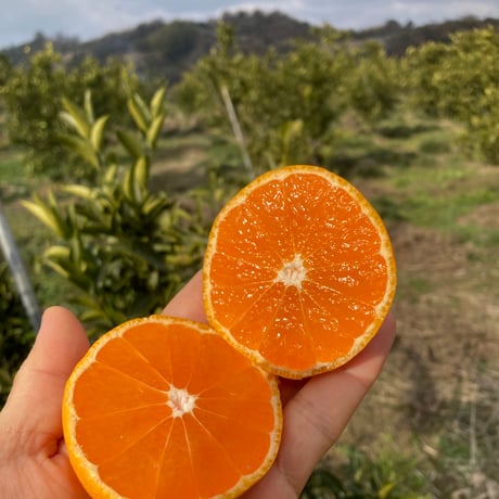 CATEGORY 温州みかん | 和田果樹園