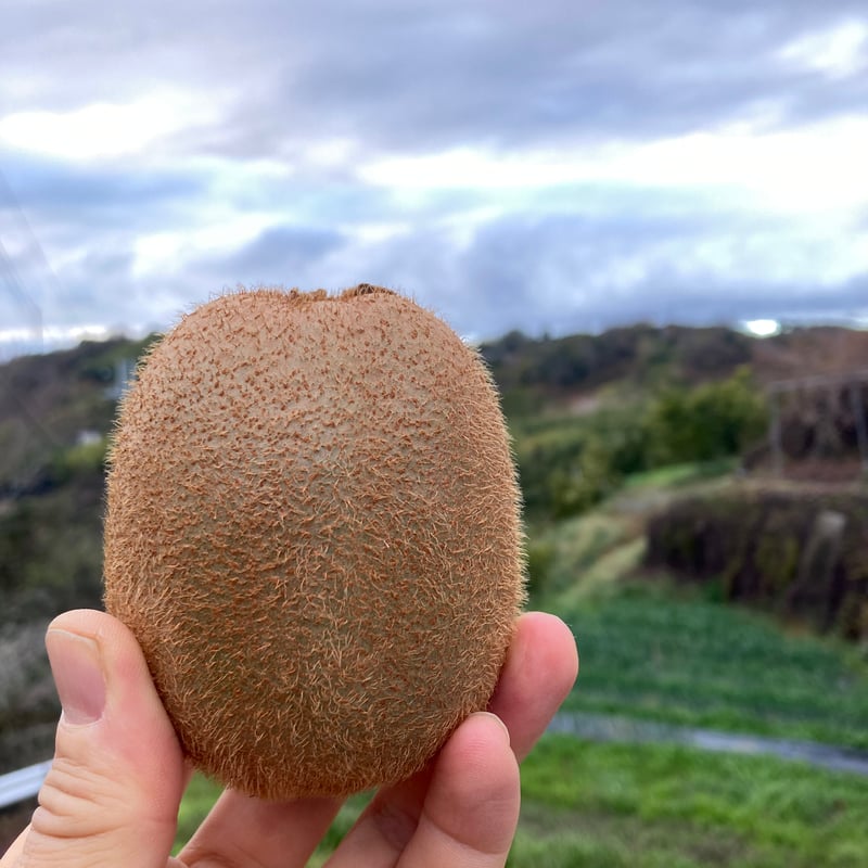 あんこ【二級品】和歌山県産キウイフルーツ 3L 22個入り　2箱 家庭用】和田果樹園のキウイフルーツ3L22個入り | 和田果樹園