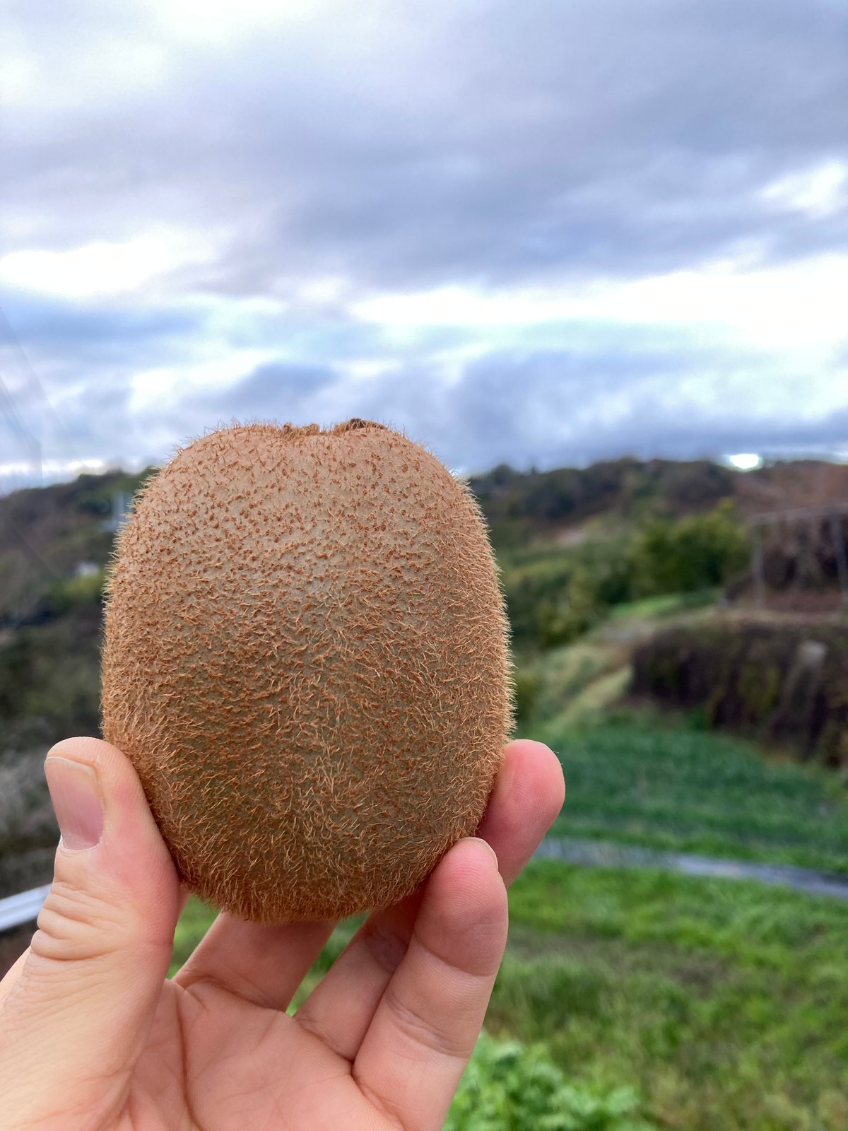 あんこ【二級品】和歌山県産キウイフルーツ 3L 22個入り　2箱 家庭用】和田果樹園のキウイフルーツ3L22個入り | 和田果樹園