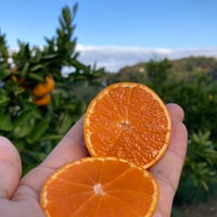 贈答用】和田果樹園のゆら早生みかん M 10㎏ | 和田果樹園 贈答用】和田果樹園のゆら早生みかん M 10㎏ | 和田果樹園