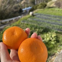 贈答用】和田果樹園のゆら早生みかん L 10kg | 和田果樹園
