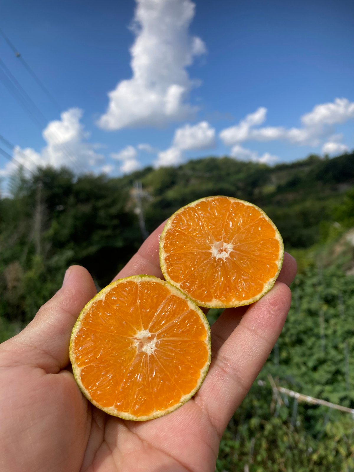 イカゴロ様専用 和田果樹園の果物 10kg 【公式通販】