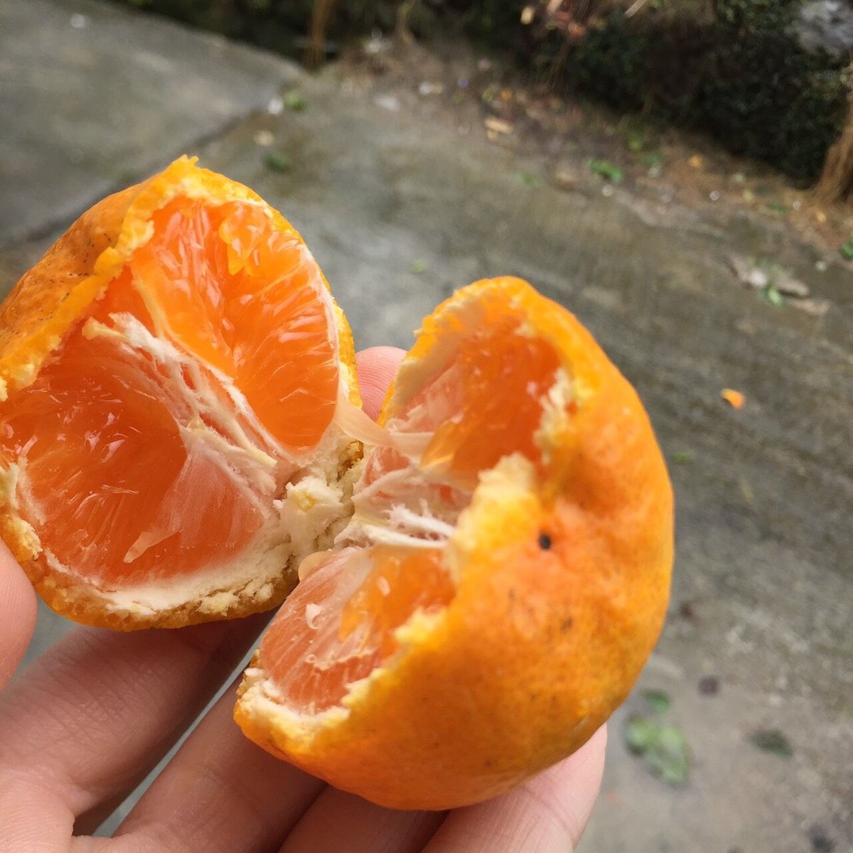 イカゴロ　和田果樹園の果物　10kg 和田果樹園