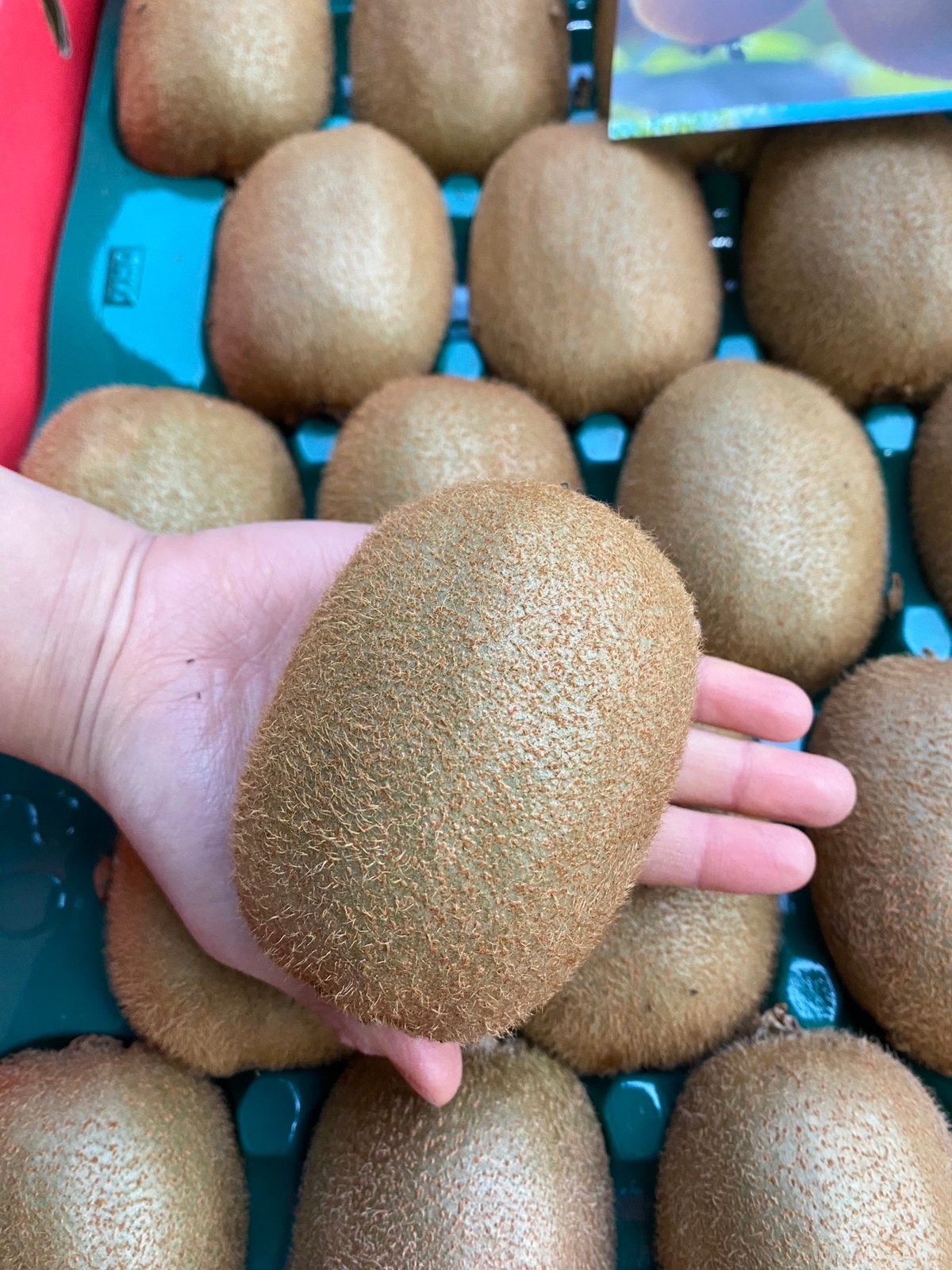 贈答用】和田果樹園のキウイフルーツ5L12個入り | 和田果樹園