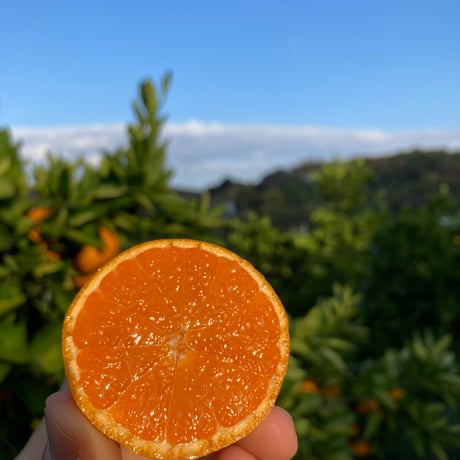 さっちゃん　和田果樹園の果物10kg さっちゃん様専用 和田果樹園の果物10kg 食品