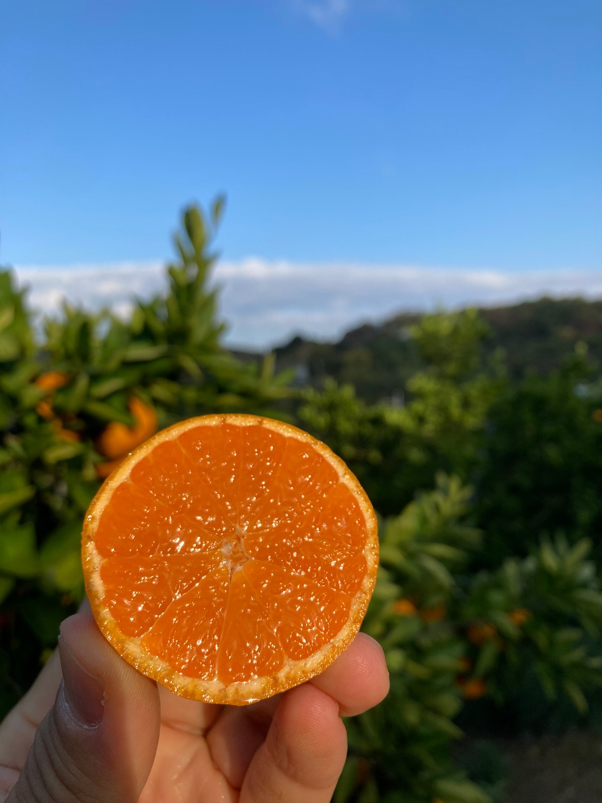 和田果樹園のゆら早生みかん 青秀S 5㎏ | 和田果樹園