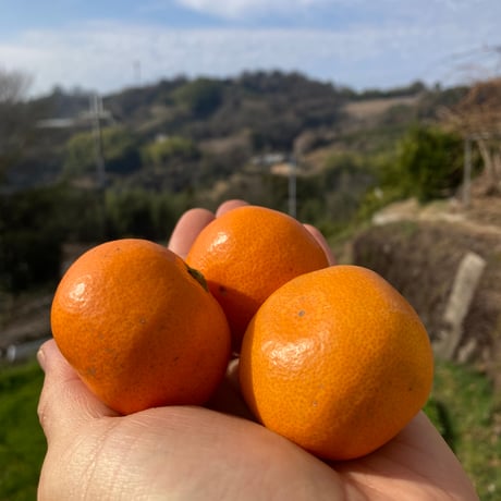 和田果樹園 | STORES